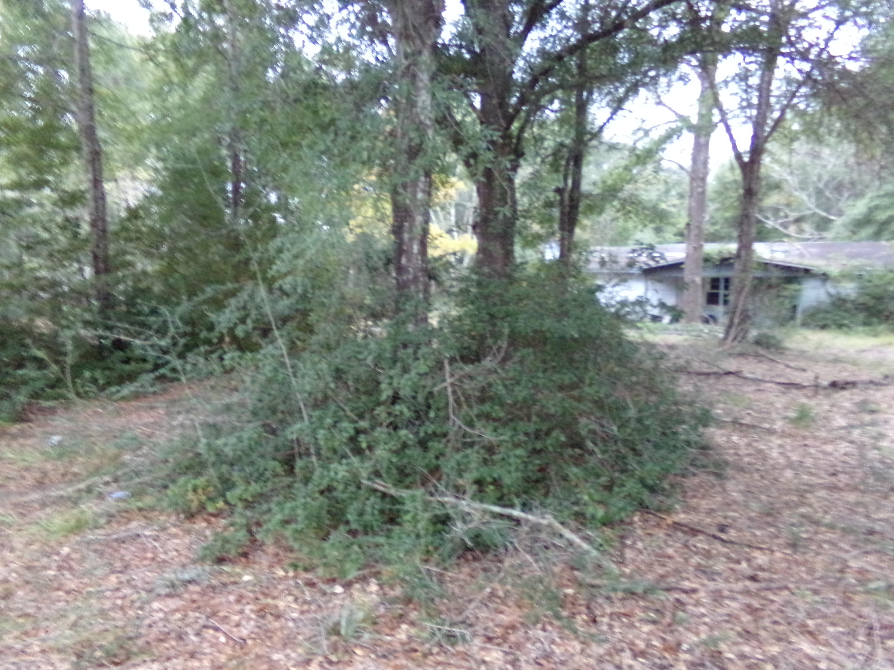5622 Buckward Road Baker, FL 32531 - Photo 4 of 11 a view of forest