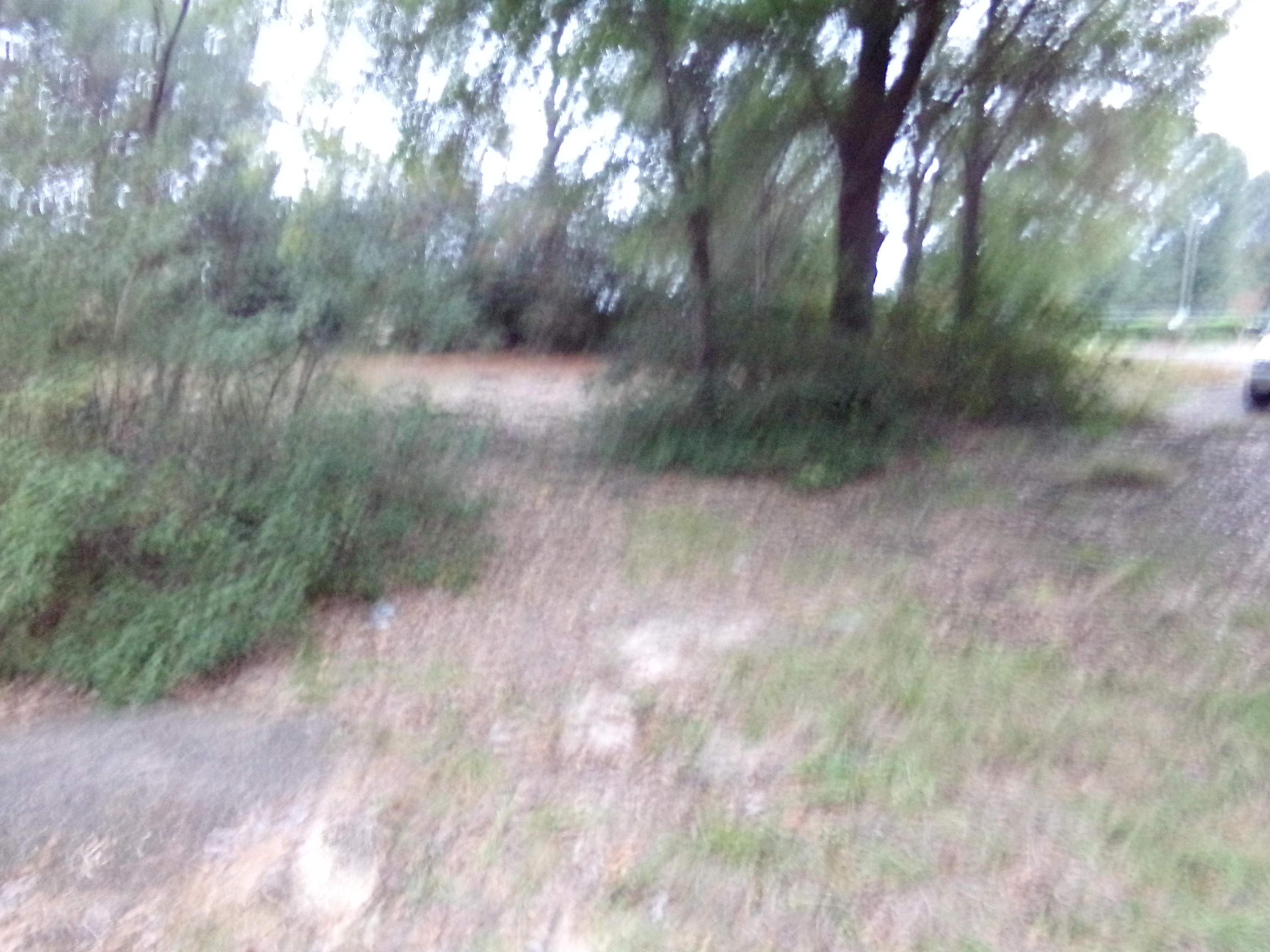 5622 Buckward Road Baker, FL 32531 - Photo 7 of 11 a view of a forest with trees in the background