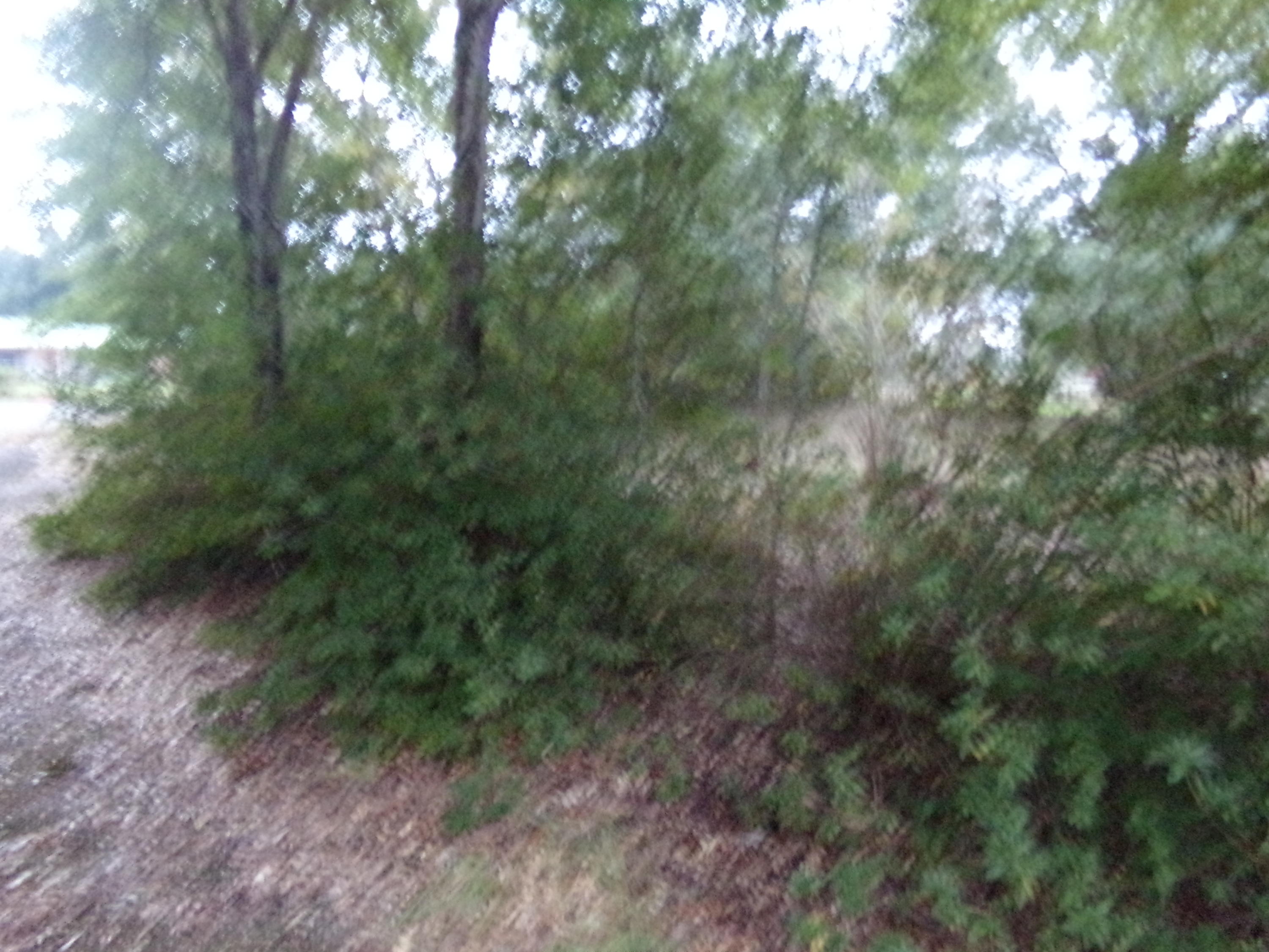5622 Buckward Road Baker, FL 32531 - Photo 8 of 11 a view of a forest with trees in the background