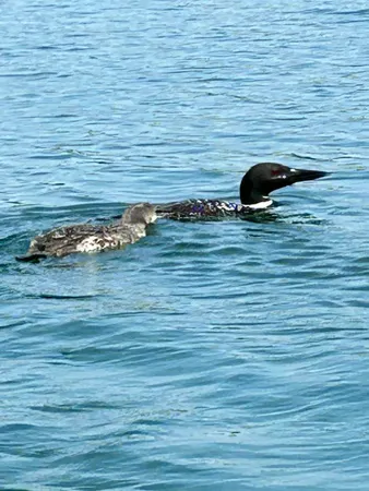 $589,000 | 11760 Fantasy Drive, Frederic, MI 49733