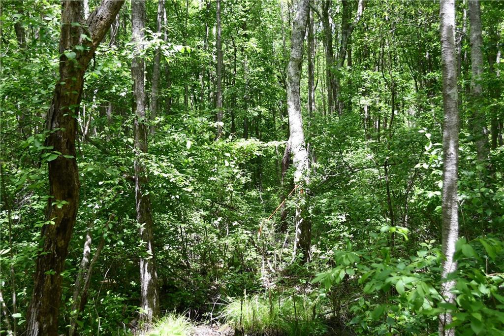 1 Wilson Road Temple, GA 30179 - Photo 30 of 88 a view of a lush green forest