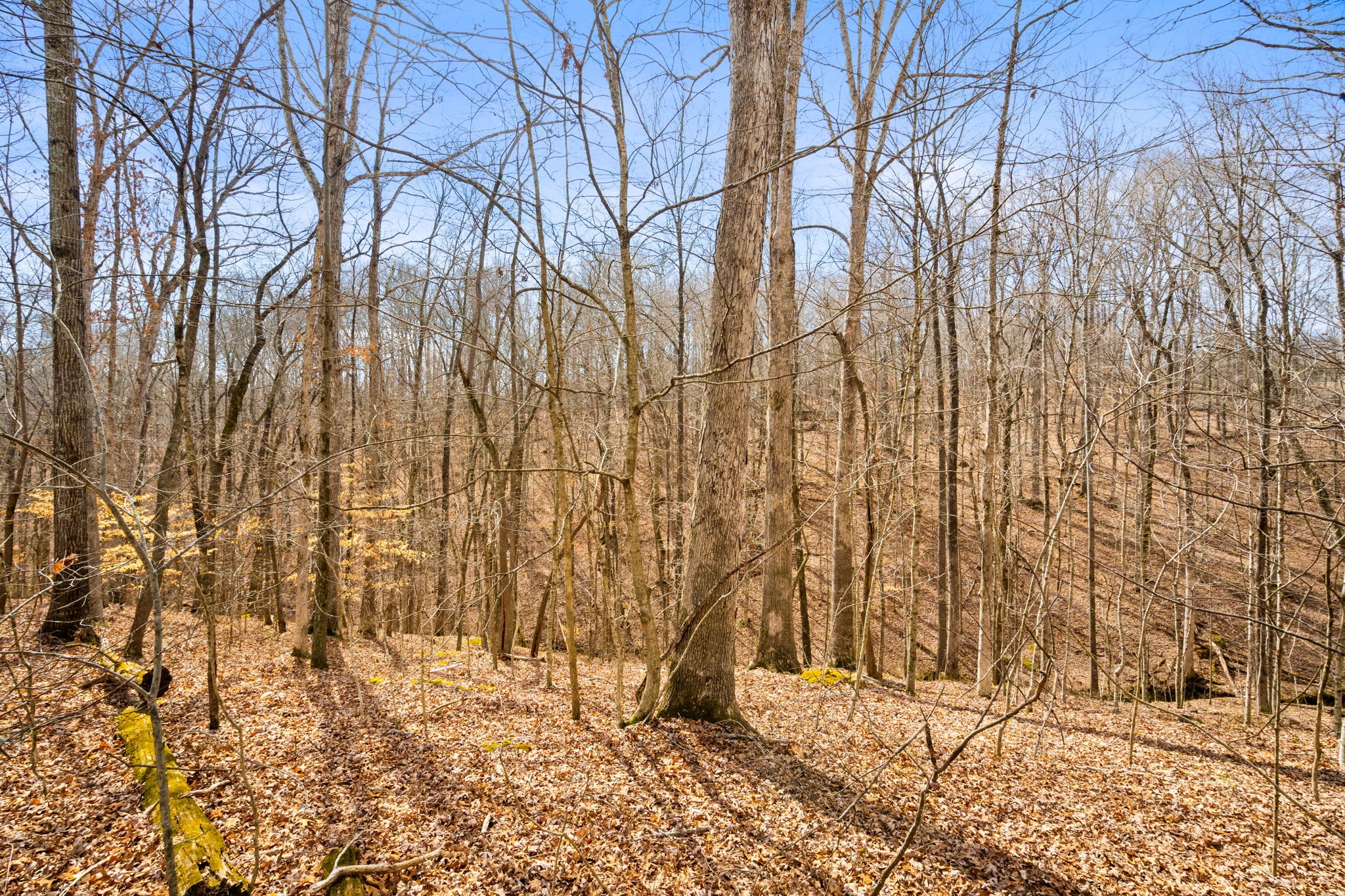 1251 South Dividing Ridge Road Goodlettsville, TN 37072 - Photo 20 of 21