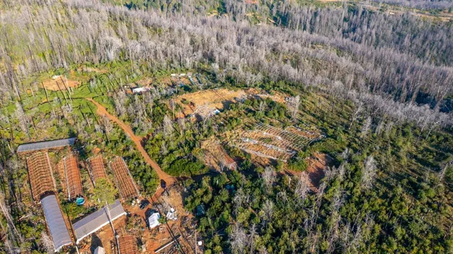a city view with tall trees
