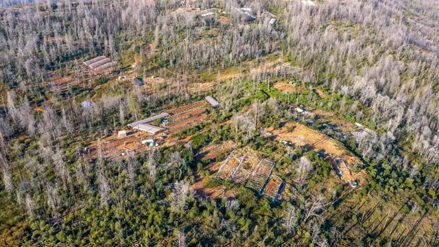 a view of a tree in a yard