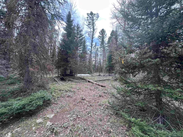 a view of a forest with trees in the background
