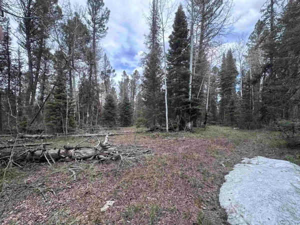 a view of a backyard with trees