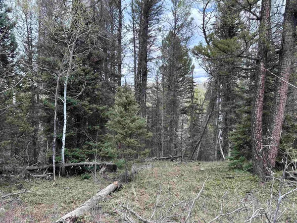a view of a forest filled with trees