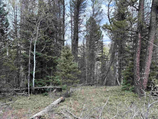 a view of a forest filled with trees