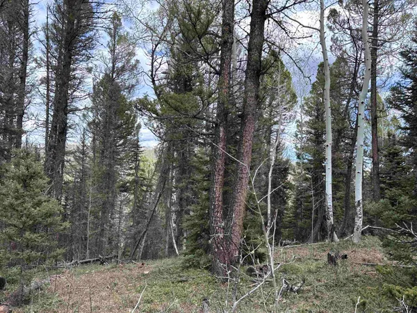 a view of a forest filled with trees
