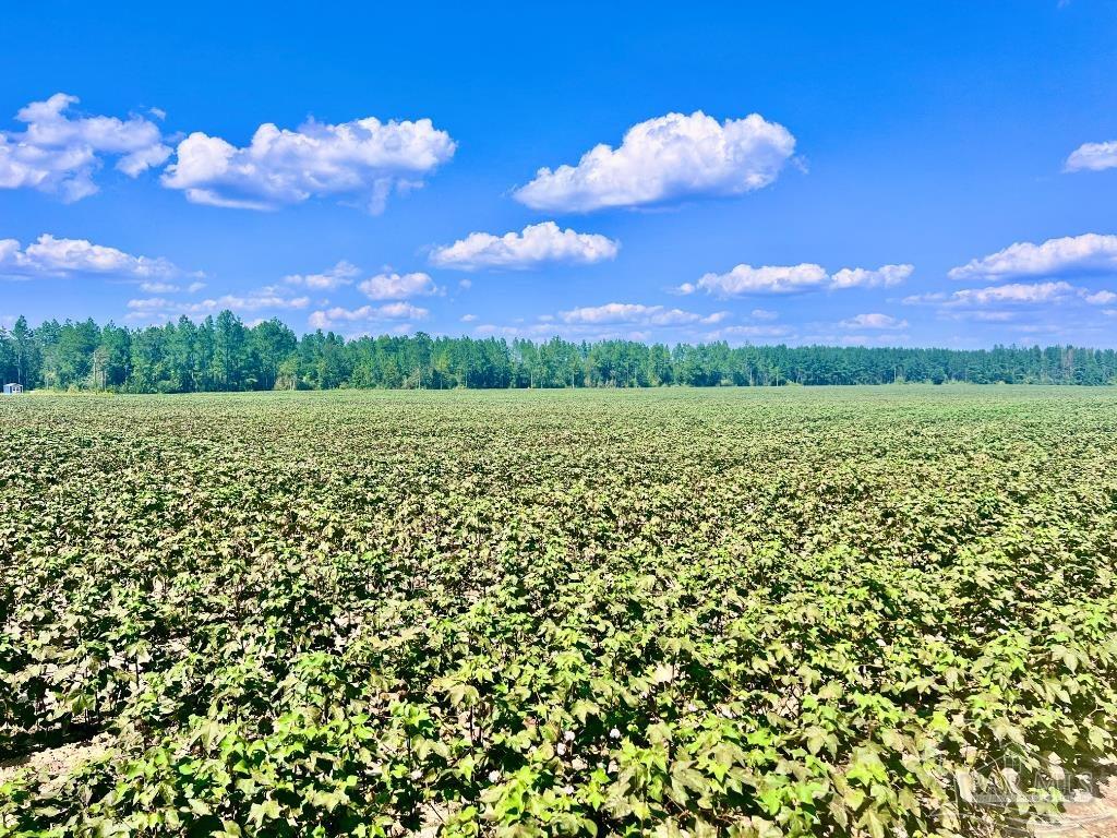 Lot 8 Sid Hayes Road Jay, FL 32565 - Photo 11 of 18