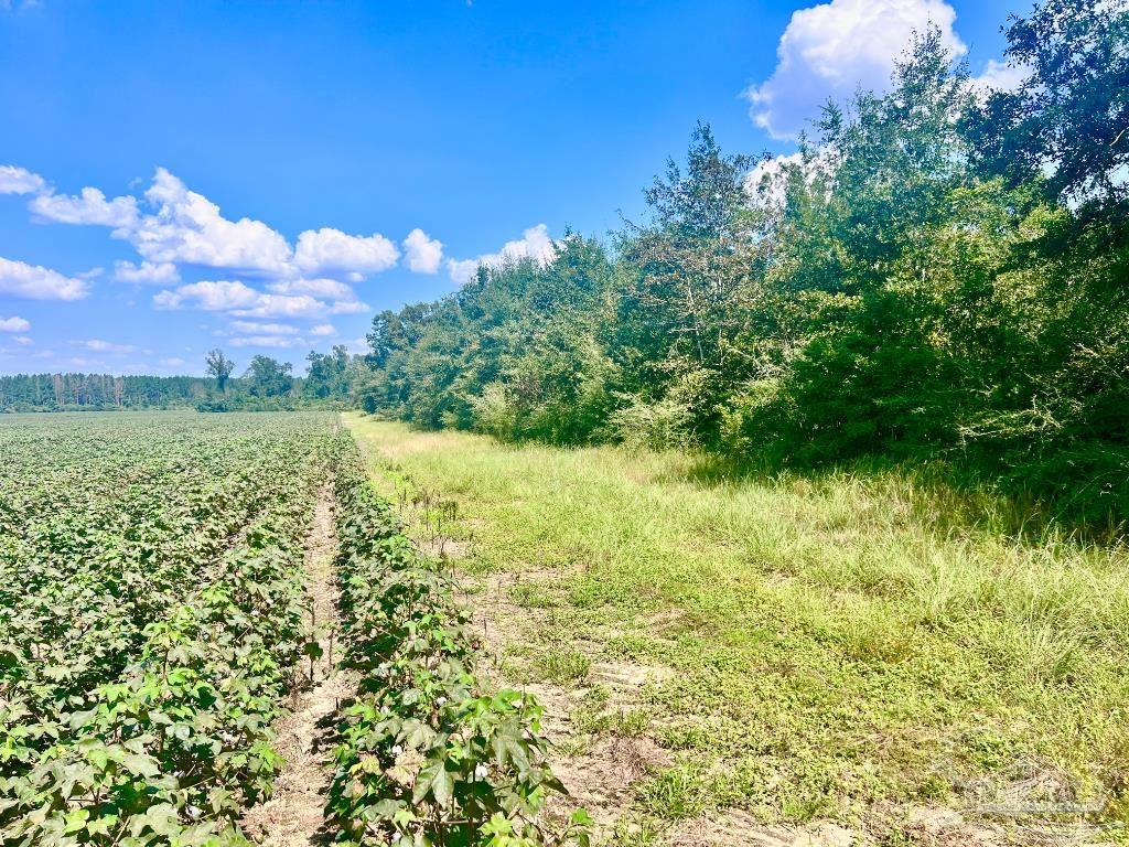 Lot 8 Sid Hayes Road Jay, FL 32565 - Photo 12 of 18