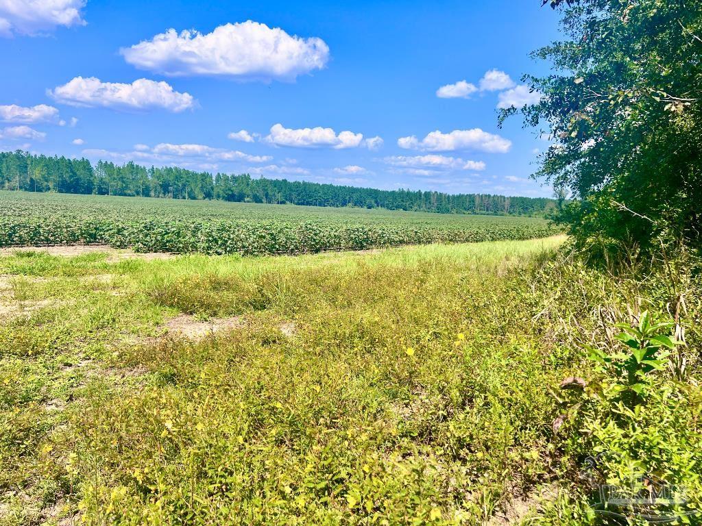 Lot 8 Sid Hayes Road Jay, FL 32565 - Photo 7 of 18