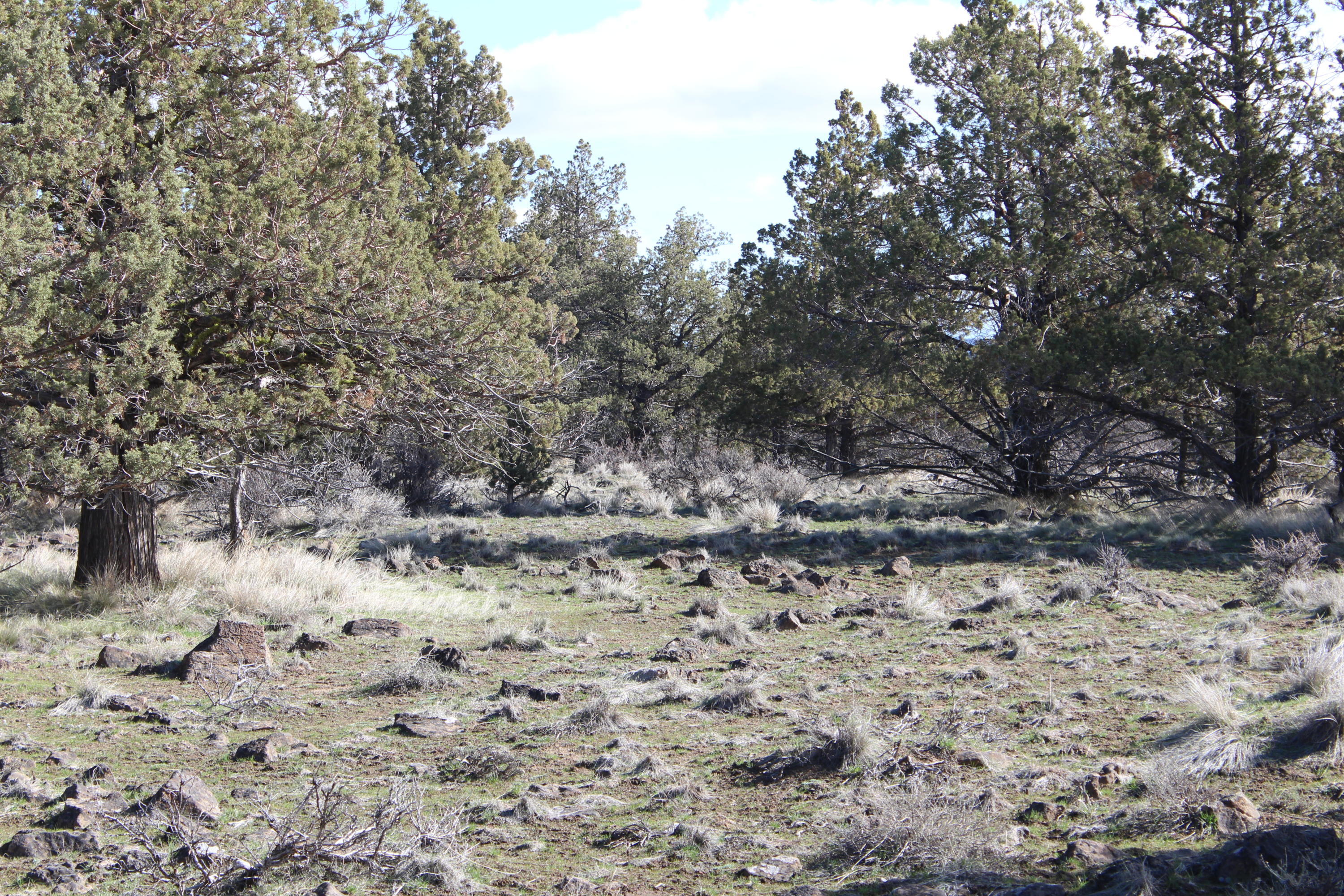 Lot 300 Southwest Graham Road Culver, OR 97734 - Photo 3 of 11 Lot300Graham002
