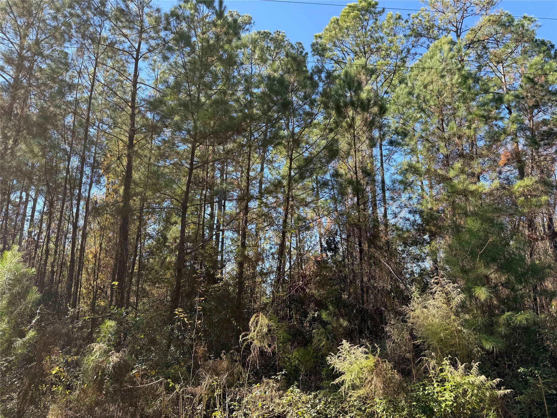 0 Do Hi Way Hilliard, FL 32046 - Photo 12 of 32 Gallery Image 12