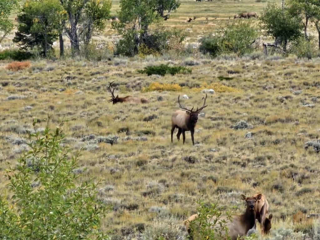 409 North Tolman Road Powell, WY 82435 - Photo 75 of 116 Gallery Image 75