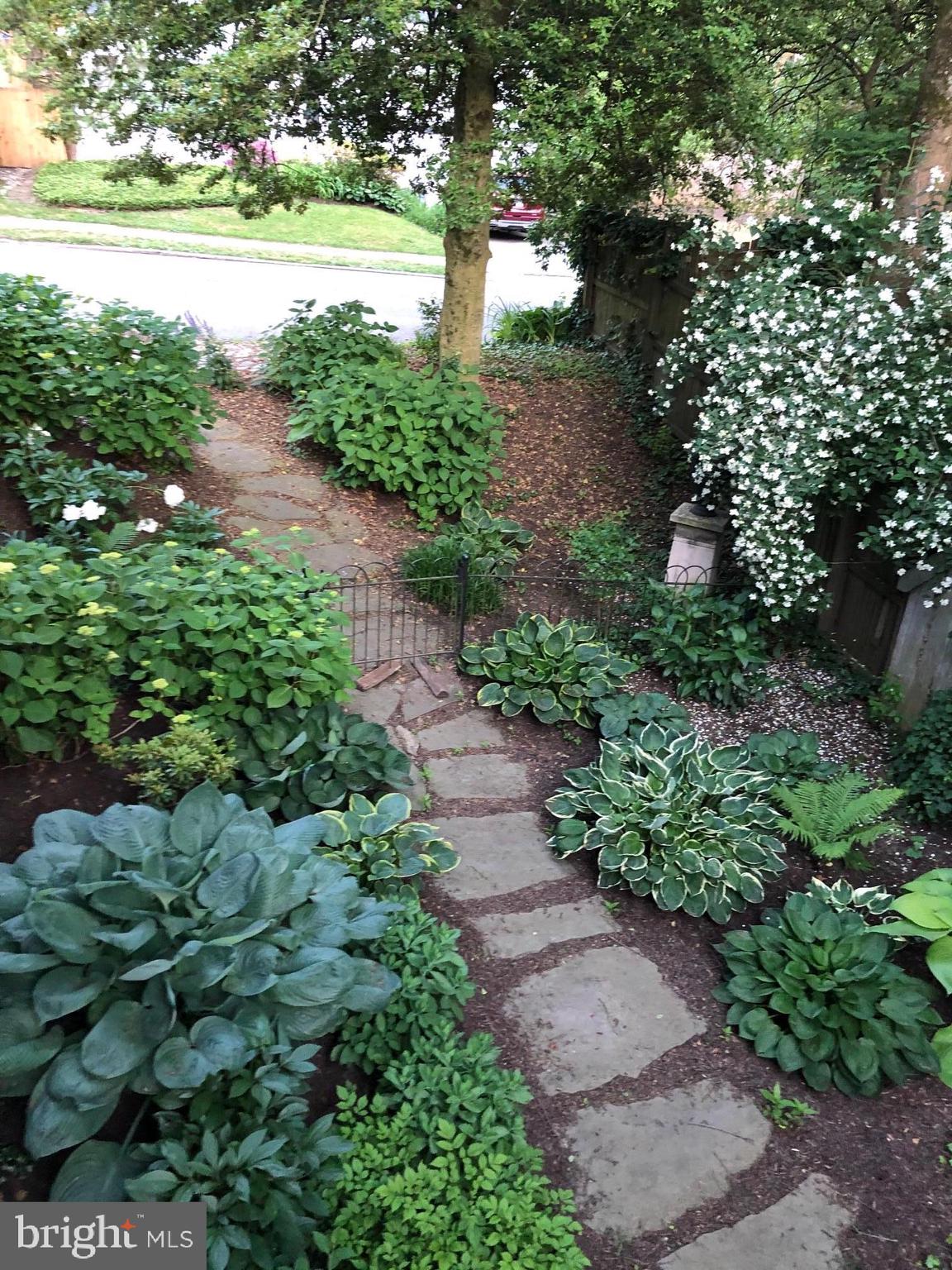 127 Hilltop Road Philadelphia, PA 19118 - Photo 54 of 61 Side Yard Plantings