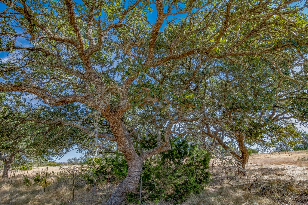 234 Lower Reservation Road Harper, TX 78631 - Photo 5 of 17