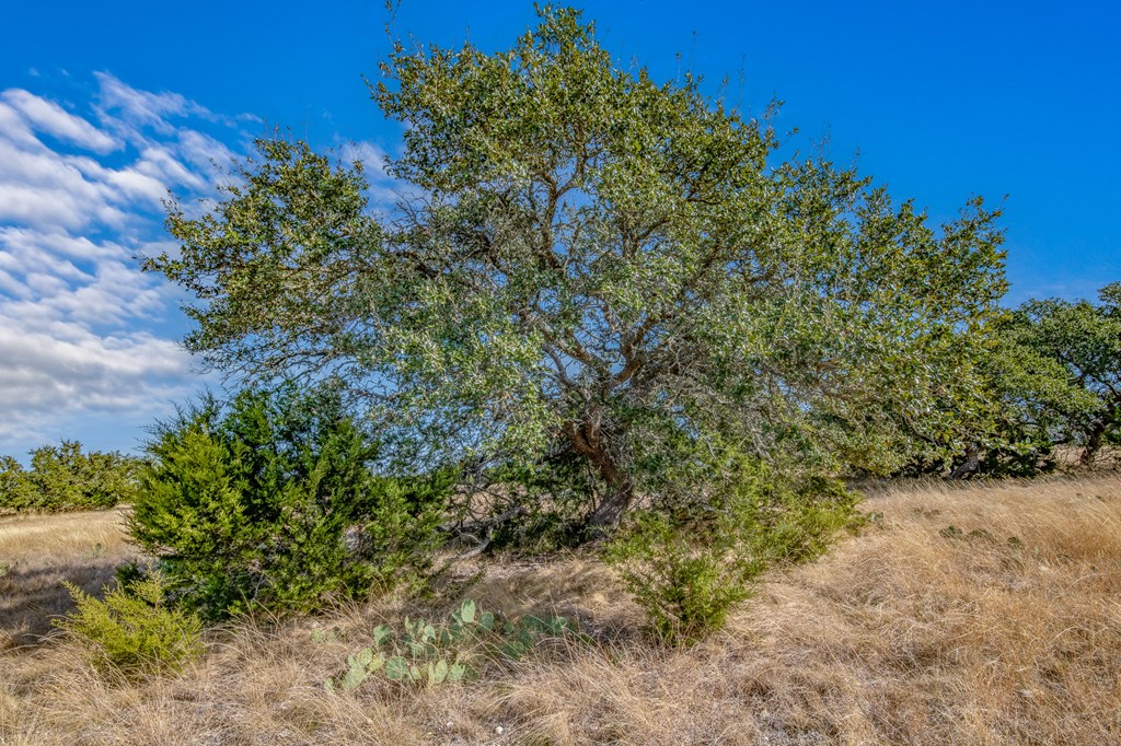 234 Lower Reservation Road Harper, TX 78631 - Photo 9 of 17