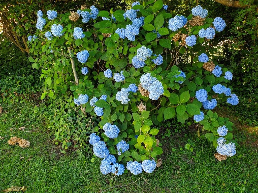 202 James Street Anderson, SC 29621 - Photo 31 of 42 Mature blooming hydrangea in the side yard.