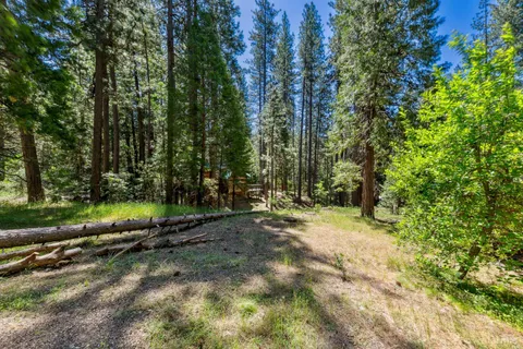 a view of a forest with trees