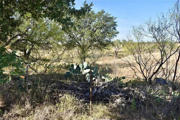 a view of a forest with lots of trees