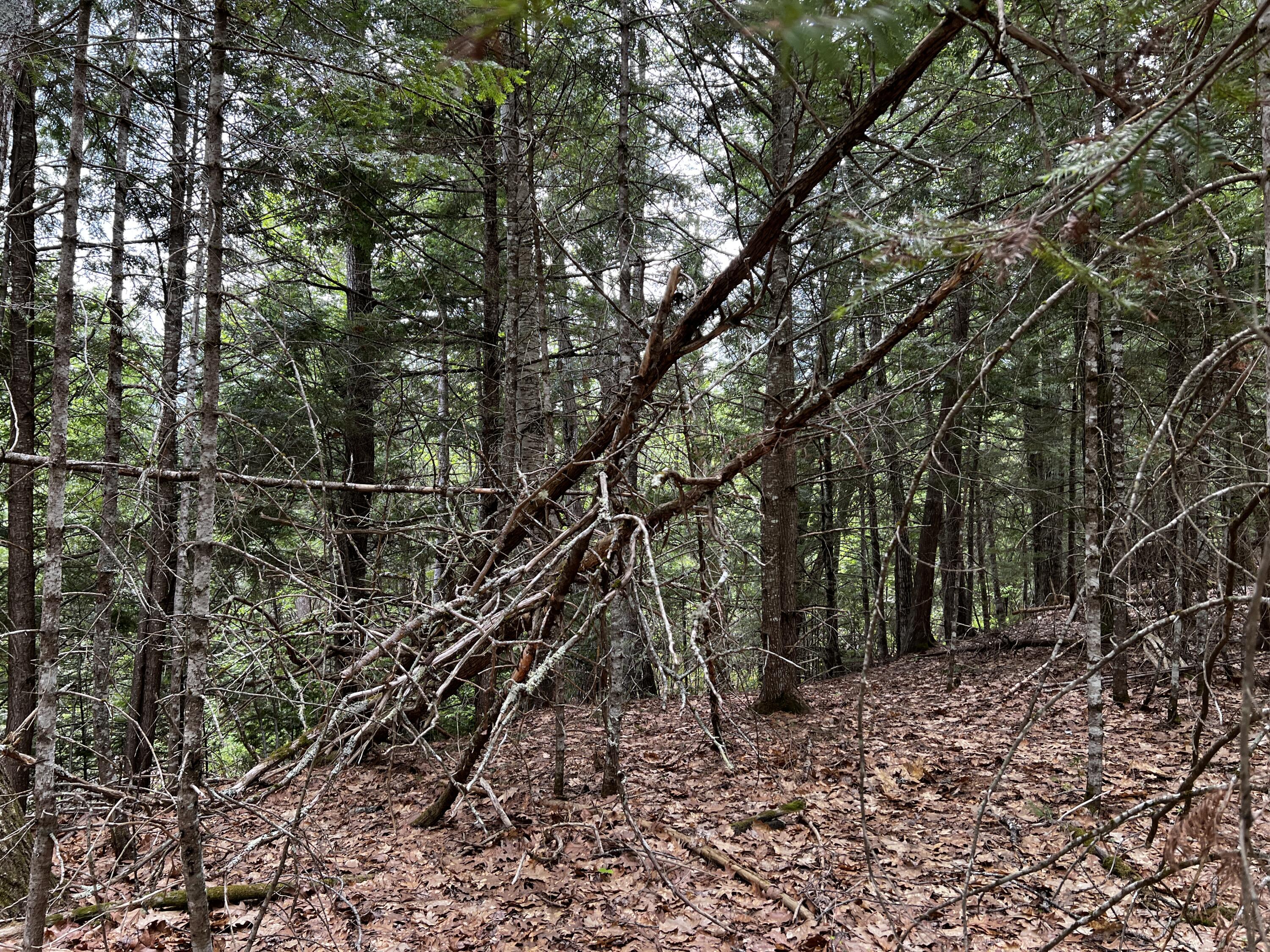 Lot 6 Emery Farm Road Medford, ME 04463 - Photo 21 of 27 IMG_4244