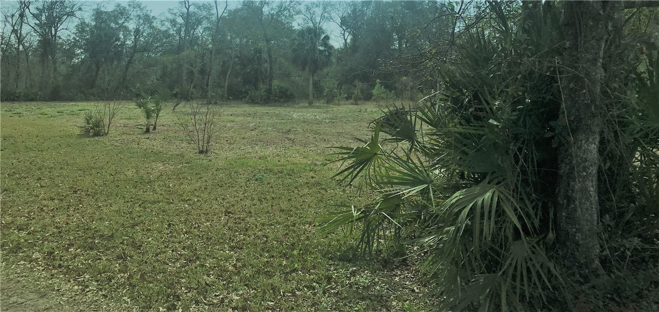 1-2 Blackrock Road Yulee, FL 32097 - Photo 4 of 7 a view of a lush green forest with lots of trees