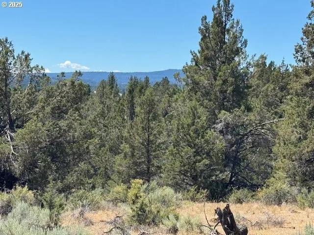 a view of a forest with trees in the background