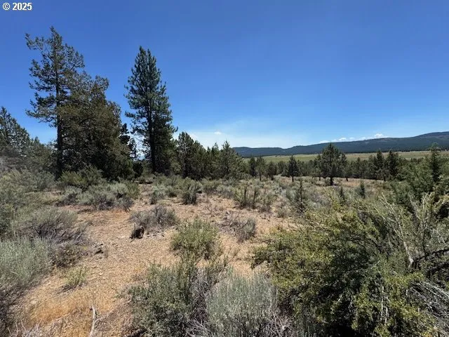 a view of a yard with large trees