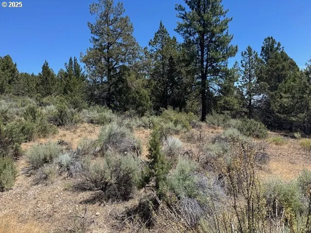a view of a forest with trees in the background