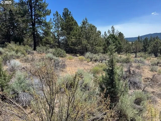 a view of a forest with trees in the background