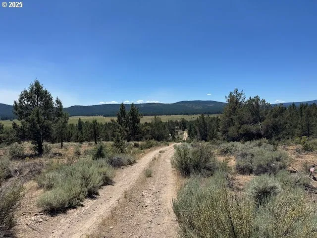 a view of a dry yard with trees