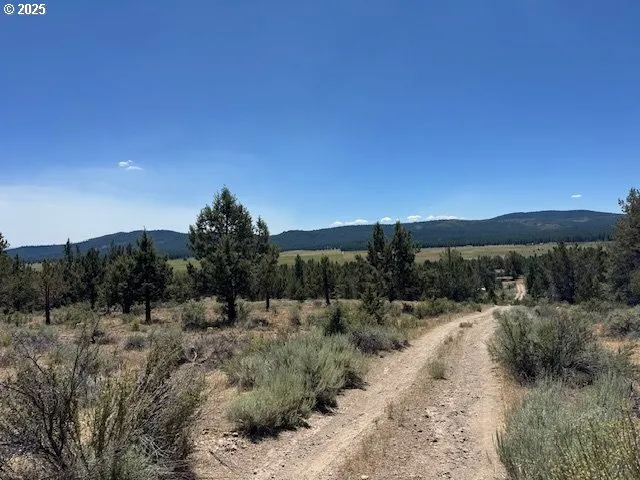 a view of a dry yard with trees