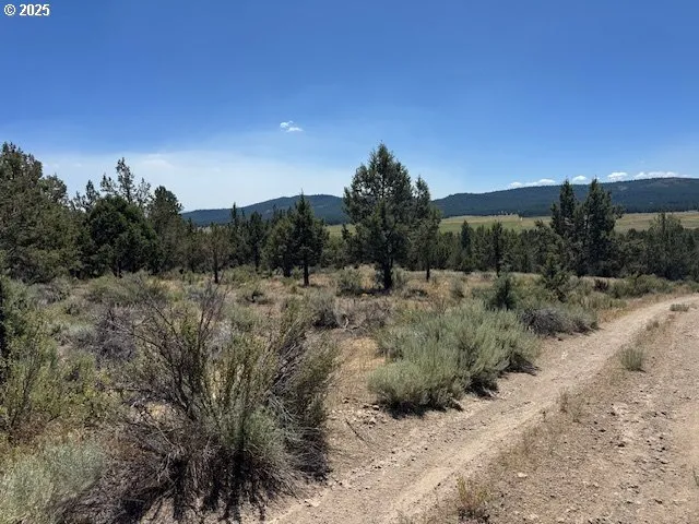a view of a dry yard