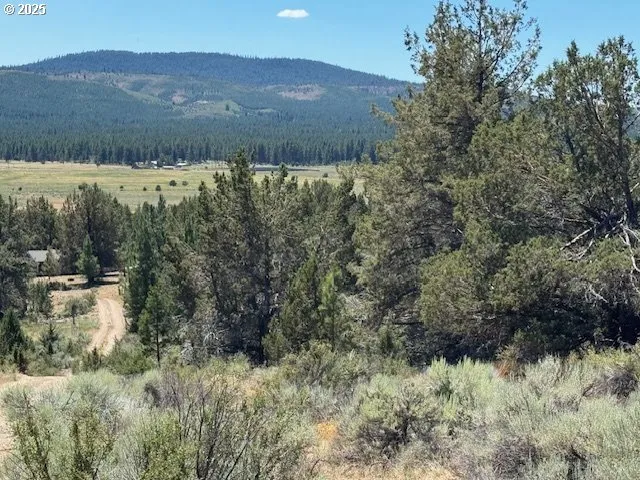a view of a forest with trees in the background