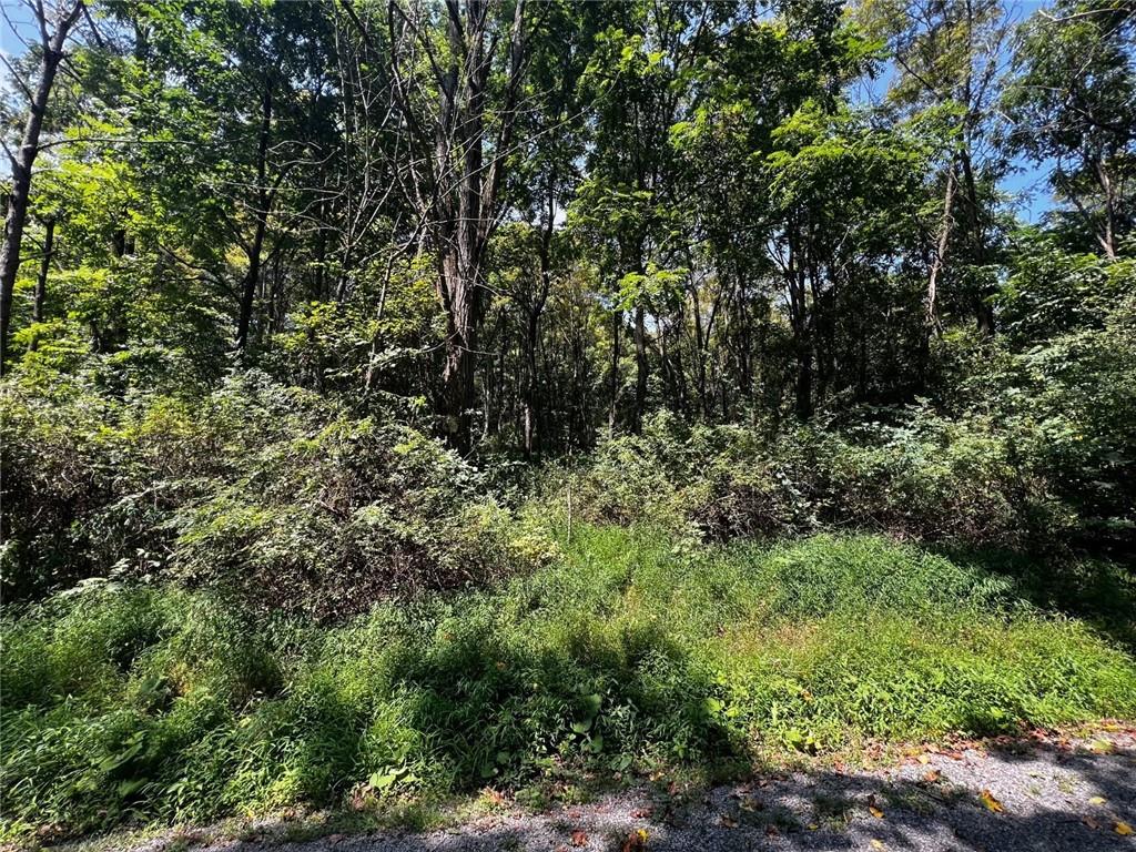 142.19 Acs Along Elkin & Beck Roads Kittanning, PA 16201 - Photo 6 of 6 a view of a lush green forest