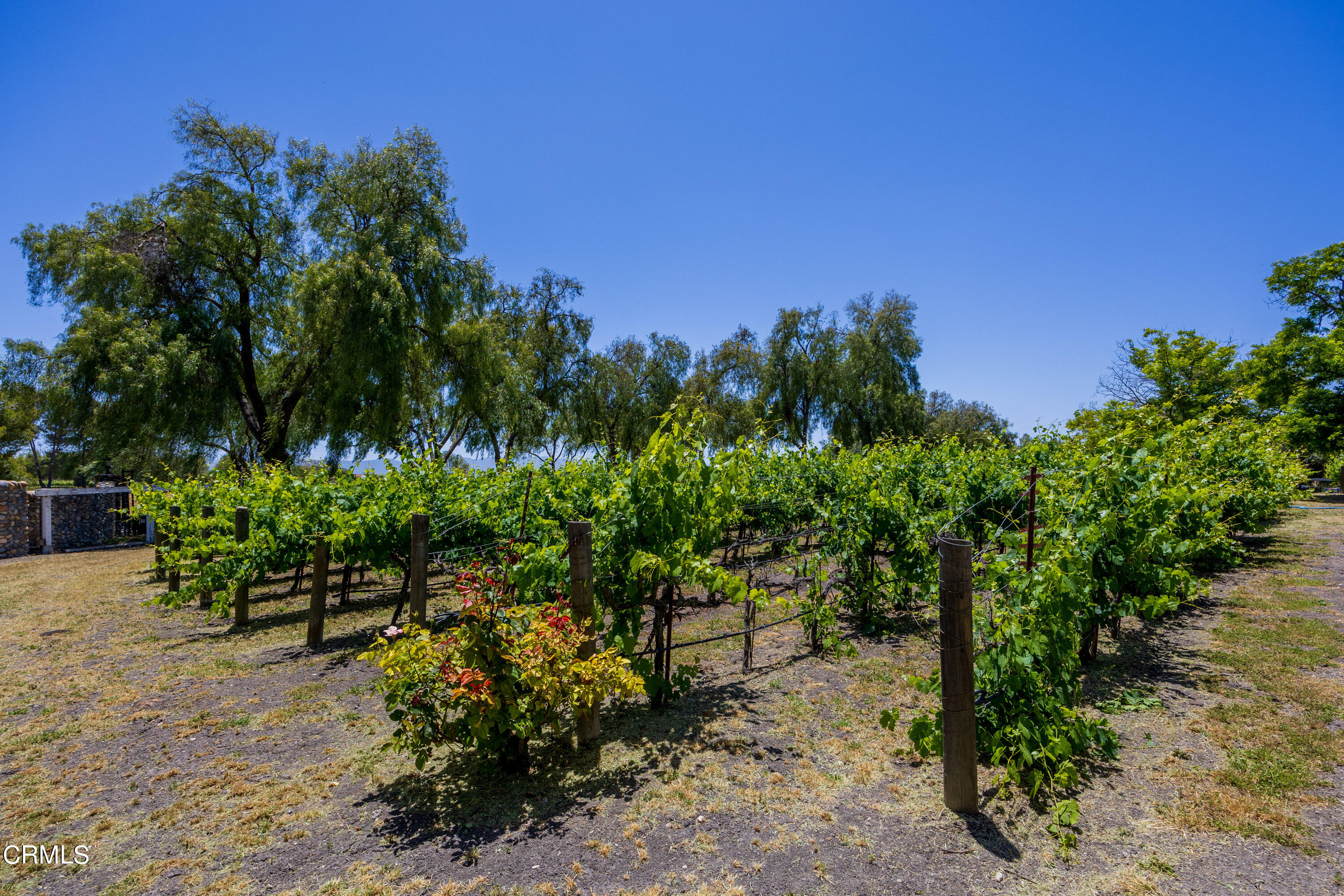 2851 Tapadero Road Solvang, CA 93463 - Photo 29 of 38 a garden with lots of trees