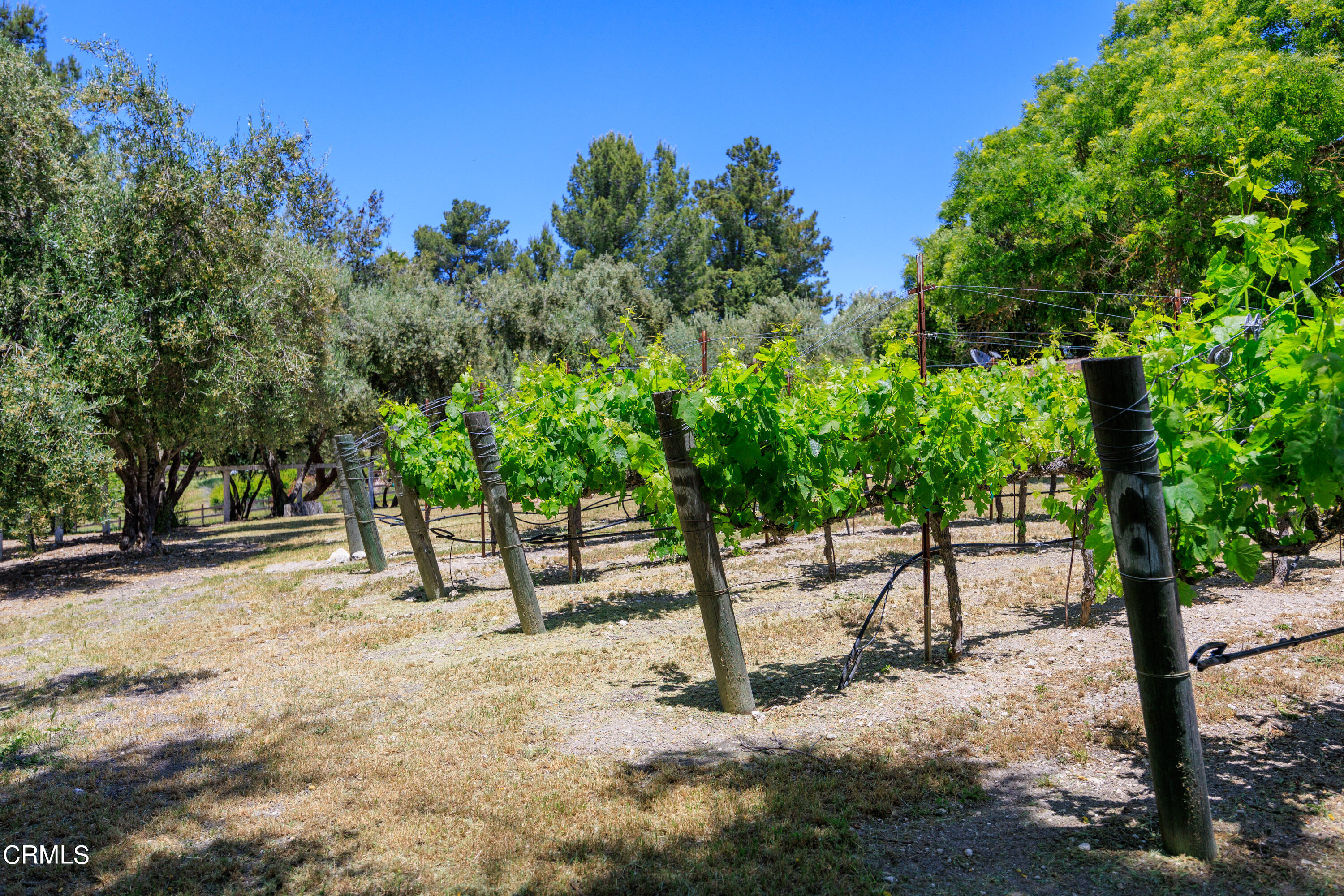 2851 Tapadero Road Solvang, CA 93463 - Photo 30 of 38 a view of a yard with plants and trees