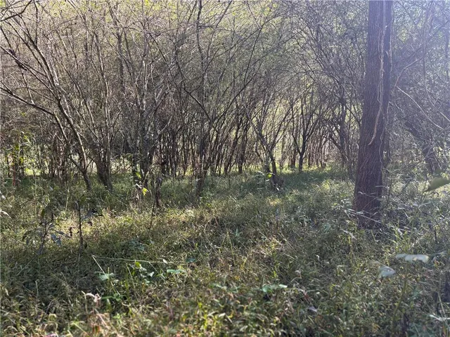 a big yard with lots of bushes