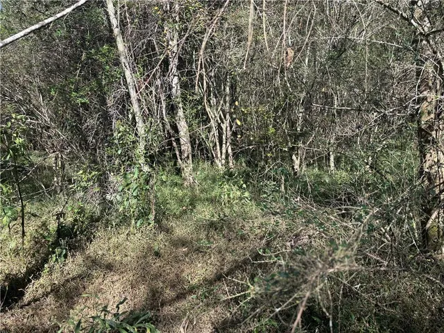 a view of a yard with a tree