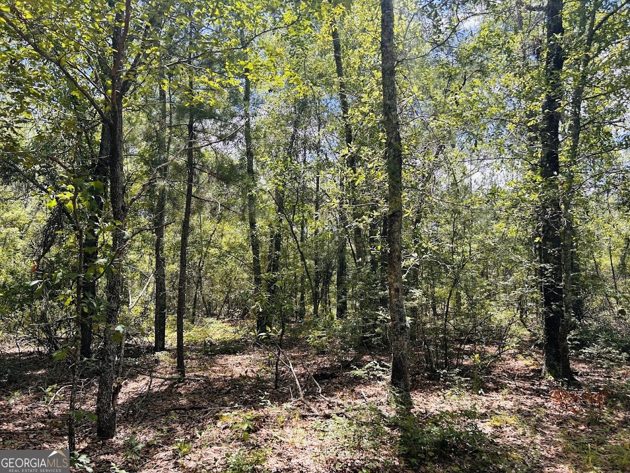 0 Moores Chapel Road Mauk, GA 31058 - Photo 25 of 32 a view of a forest with trees in the background