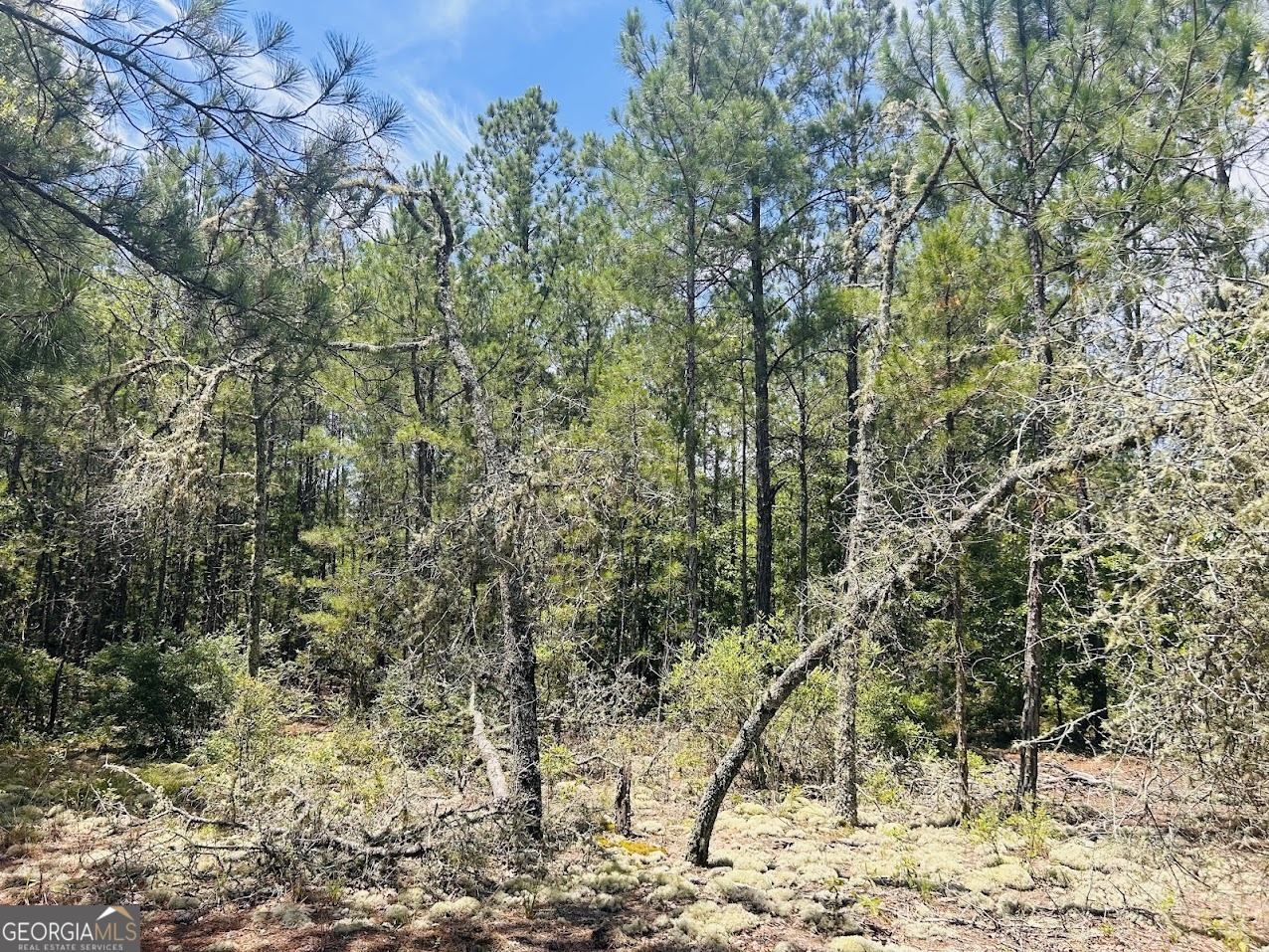 0 Moores Chapel Road Mauk, GA 31058 - Photo 8 of 32 a view of a forest filled with trees