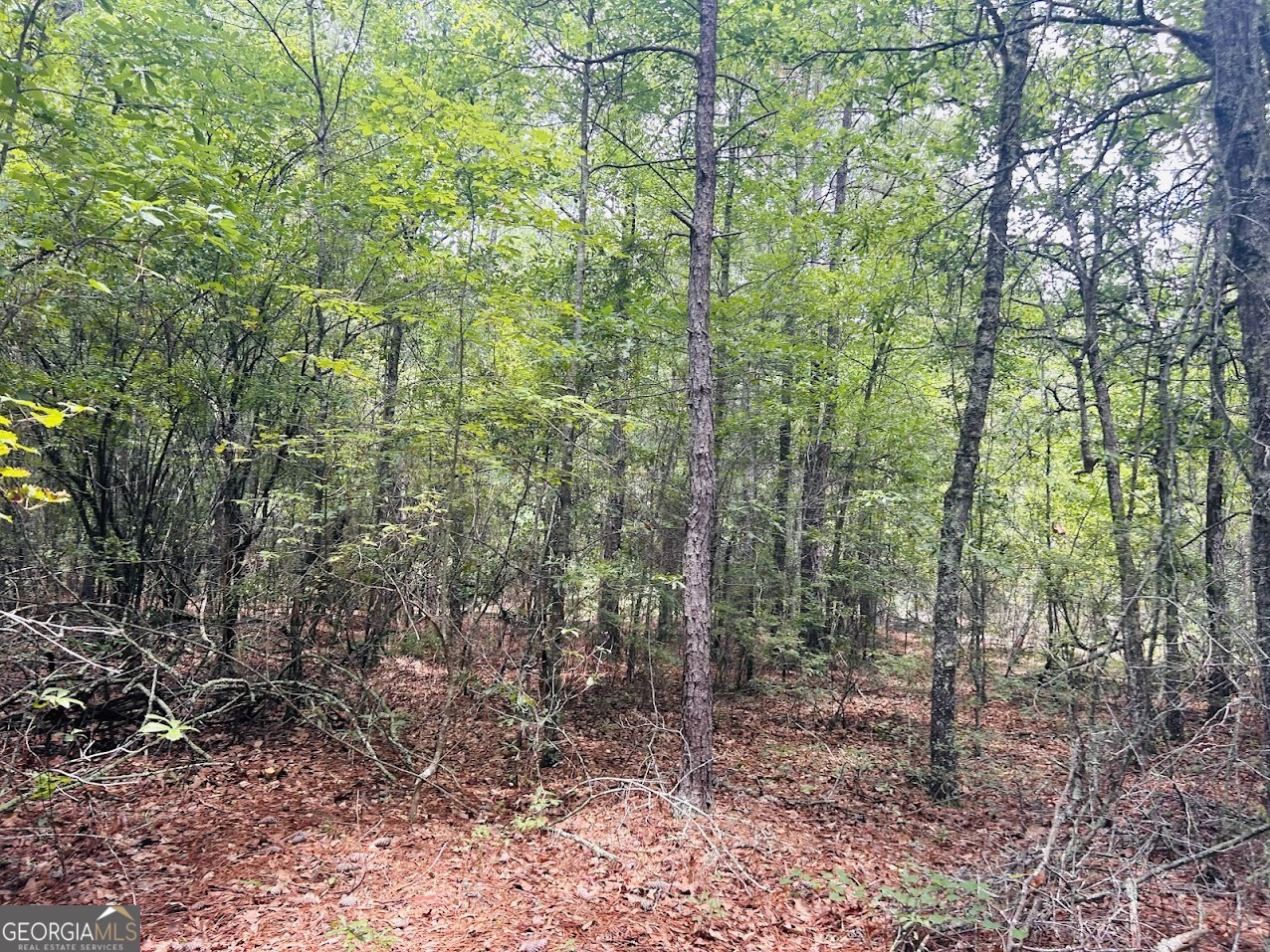 0 Moores Chapel Road Mauk, GA 31058 - Photo 9 of 32 a view of a forest with lots of trees