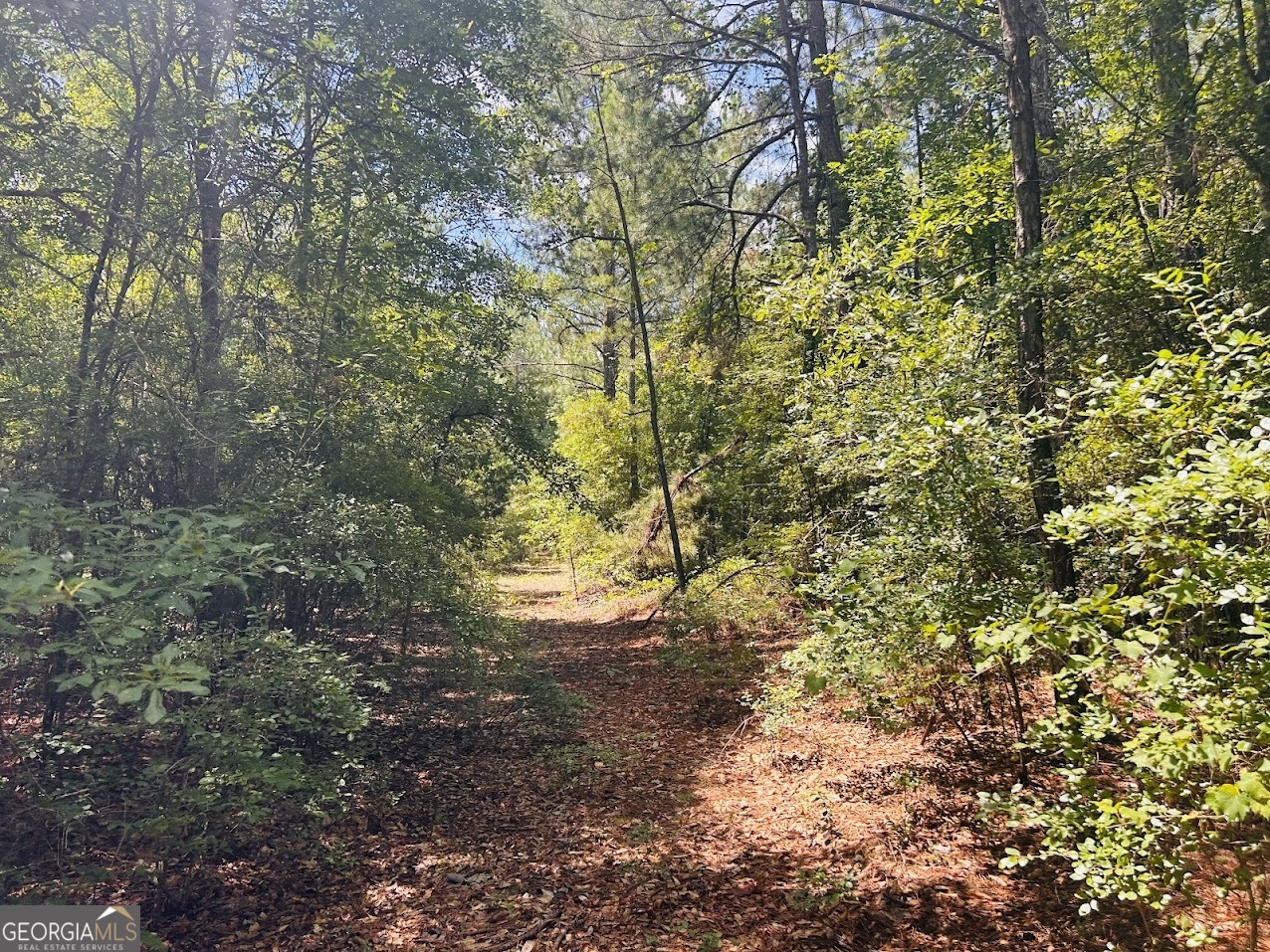 0 Moores Chapel Road Mauk, GA 31058 - Photo 10 of 32 a view of a yard with plants and trees