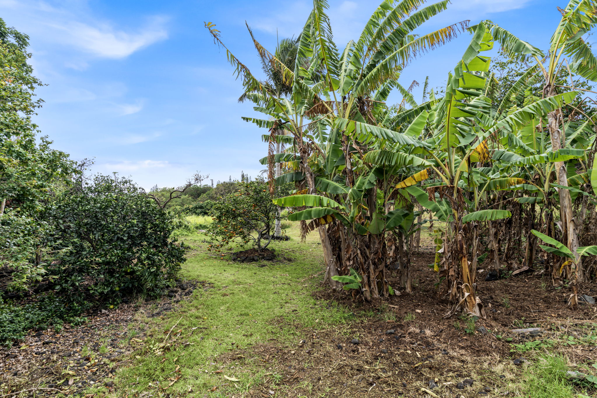 94-6494 Keoki Road Naalehu, HI 96772 - Photo 23 of 30 a view of a garden