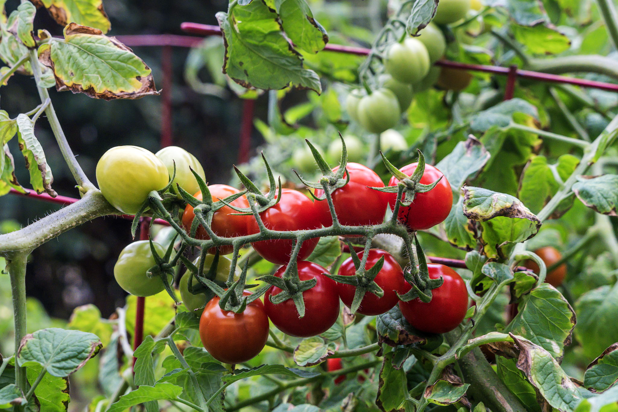 94-6494 Keoki Road Naalehu, HI 96772 - Photo 26 of 30 a view of a flower