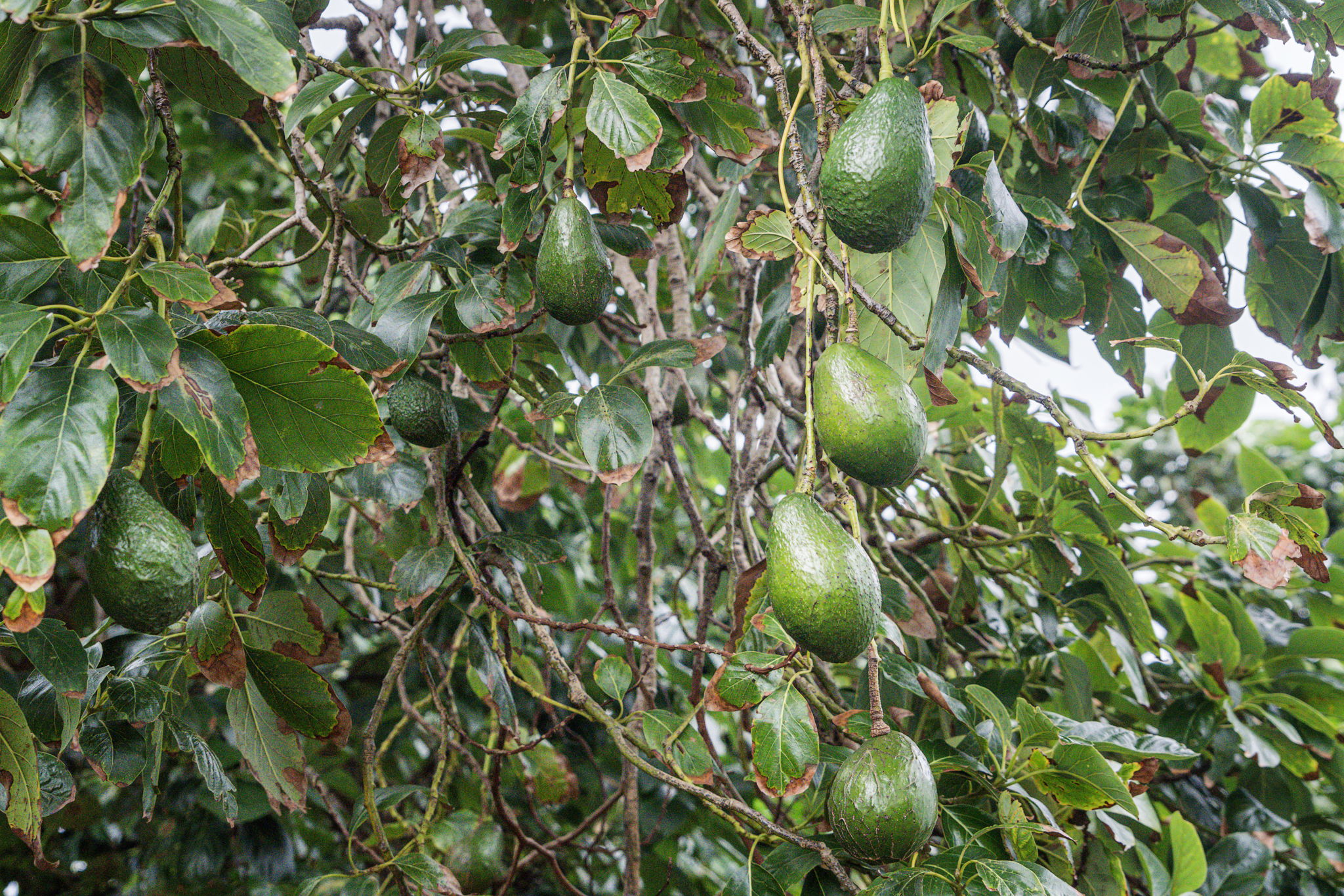 94-6494 Keoki Road Naalehu, HI 96772 - Photo 27 of 30 a view of a plant in a garden