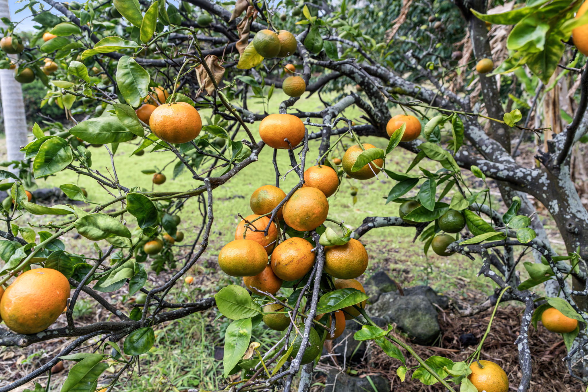 94-6494 Keoki Road Naalehu, HI 96772 - Photo 28 of 30