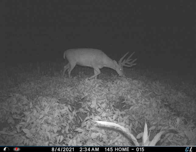 0 Mann Road Mount Olivet, KY 41064 - Photo 33 of 46