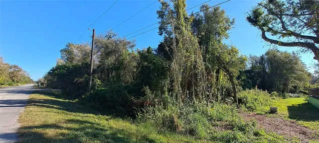a view of a yard with plants and large trees